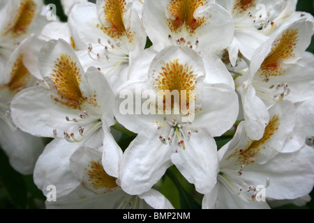 Weiße Azalee Blüten mit gelben Splash am Ness Botanic Gardens, Wirral, UK Stockfoto