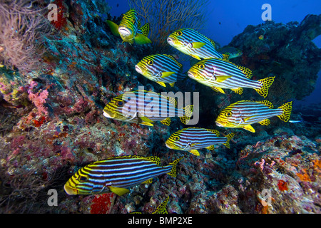 Orientalische Süßlippen tropische Fische auf farbenfrohe Korallenriffe auf den Malediven Stockfoto