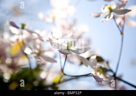 Clematis Blumen blühen im Frühjahr Stockfoto