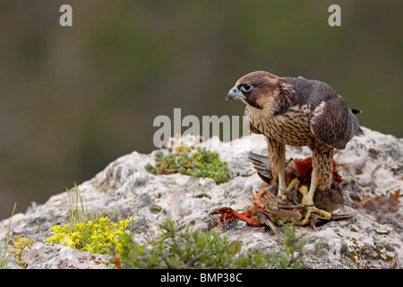 Junge Wanderfalken Fütterung. Falco Peregrinus brokei Stockfoto