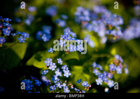 Vergiss mich Habenichtse, die Blüte im Frühjahr Stockfoto