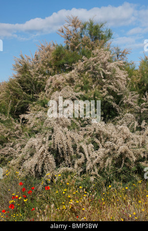 Tamariske Tamarix Gallica in voller Blüte Stockfoto