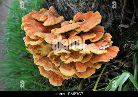 Pilz auf Baum, "Huhn des Waldes" oder 'Sulphor Regal' (Laetiporus Sulphureus). Bonnington, Lanarkshire, Schottland, Großbritannien Stockfoto