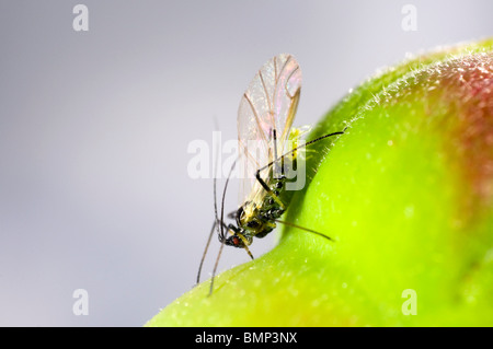 Extreme Nahaufnahme von der Rose Blattlaus Macrosiphum Rosae auf Rosenknospe.  Geflügelten Weibchen mit Nachwuchs Stockfoto