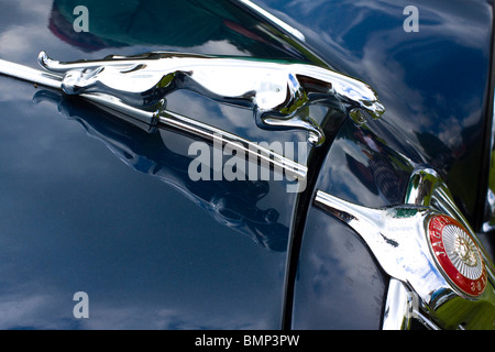 Eine klassische britische hood Ornament auf einem Jaguar Auto Stockfoto