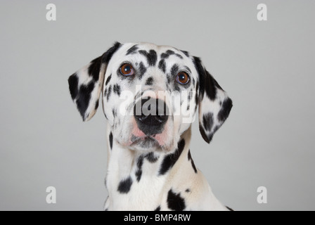 Dalmatiner. Stockfoto