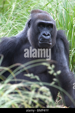 Ein Porträt von einem Flachlandgorilla Stockfoto