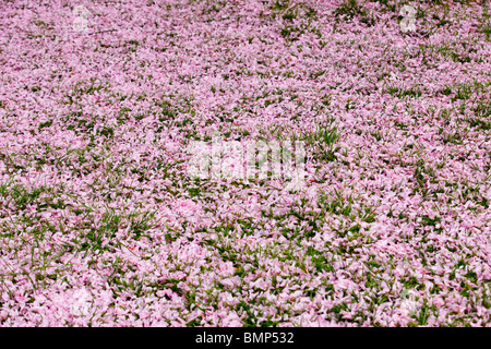 Rosa Kirschblüten auf dem grünen Rasen gefallen Stockfoto
