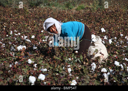 Baumwollpflücker in der westlichen Provinz Xinjiang zwischen Kucha und Korla im Tarim-Becken, China. Stockfoto