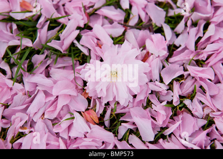 Rosa Kirschblüten Blumen und Blütenblätter gefallen Stockfoto