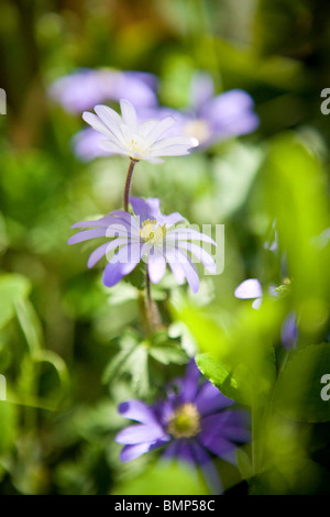 Lila Anemone Blumen in der Sonne Stockfoto