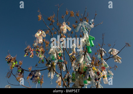 Leere Plastikflaschen über Baum Stockfoto