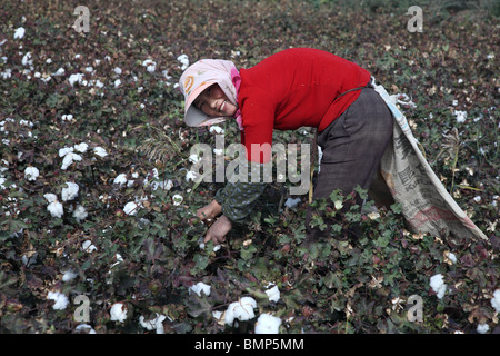 Baumwollpflücker in der westlichen Provinz Xinjiang zwischen Kucha und Korla im Tarim-Becken, China. Stockfoto