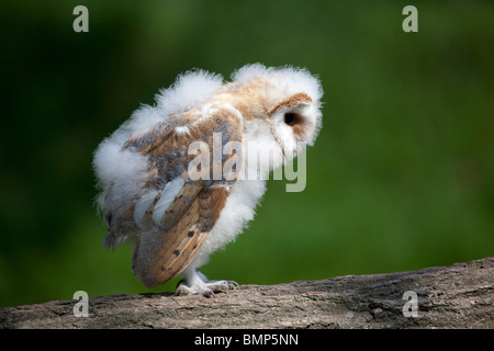 Schleiereule (Tyto Alba) Küken Porträt von Vogel im Profil thront auf einem Baumstamm getroffen unter kontrollierten Bedingungen Stockfoto