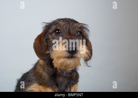 Zwergdackel auf grauem Hintergrund. Stockfoto
