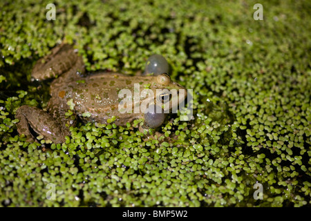 Marsh Frog Rana Ridibunda im Teich Unkraut mit prominenten vocal Sacs Aufruf genommen unter kontrollierten Bedingungen Stockfoto