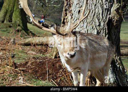 Nahaufnahme der Damhirsch in Knole Park, Sevenoaks, Kent Stockfoto