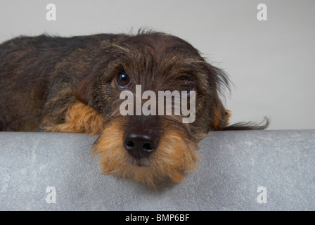 Zwergdackel auf grauem Hintergrund. Stockfoto