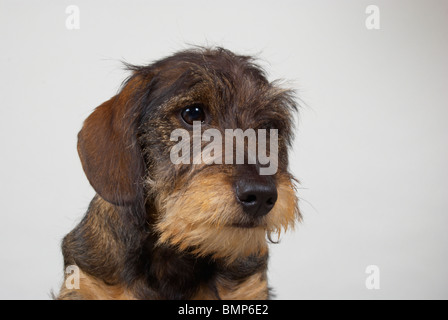 Zwergdackel auf grauem Hintergrund. Stockfoto