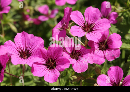 Druces Storchschnabel Geranium X oxonianum Familie Gerianaceae Stockfoto