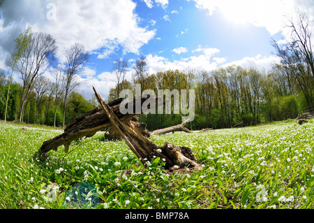 Bärlauch-Teppich, Ashwellthorpe Wald, Norfolk, Großbritannien Stockfoto