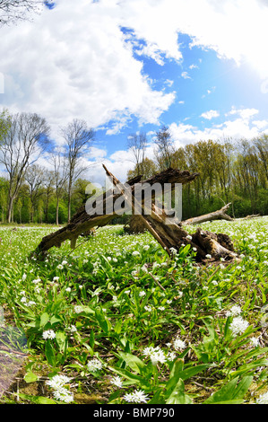 Bärlauch-Teppich, Ashwellthorpe Wald, Norfolk, Großbritannien Stockfoto