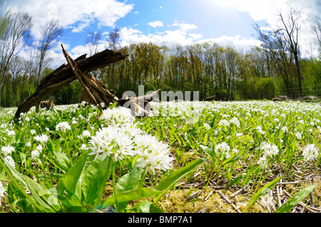 Bärlauch-Teppich, Ashwellthorpe Wald, Norfolk, Großbritannien Stockfoto