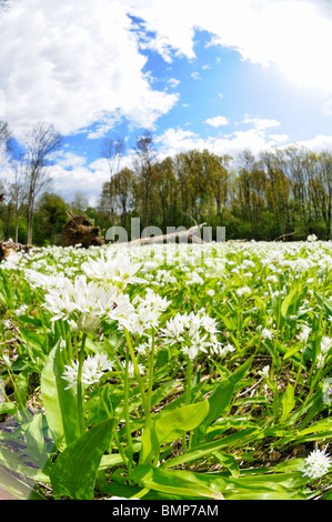 Bärlauch-Teppich, Ashwellthorpe Wald, Norfolk, Großbritannien Stockfoto