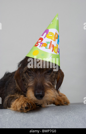 Zwergdackel auf grauem Hintergrund. Stockfoto