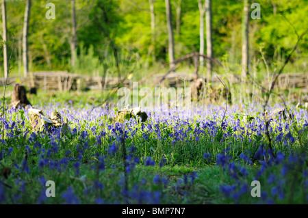 Glockenblumen in Waldlichtung Stockfoto