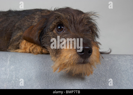 Zwergdackel auf grauem Hintergrund. Stockfoto