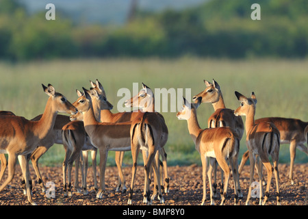 Eine Gruppe von Grant Gazellen, Nanger Granti, Masai Mara National Reserve, Kenia Stockfoto