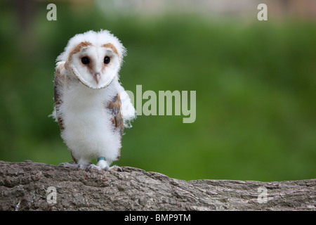 Schleiereule (Tyto Alba) Küken Porträt des Vogels thront auf einem Baumstamm getroffen unter kontrollierten Bedingungen Stockfoto