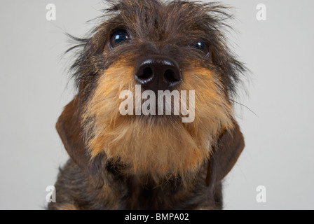 Zwergdackel auf grauem Hintergrund. Stockfoto