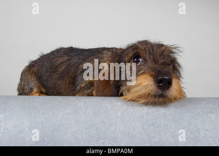 Zwergdackel auf grauem Hintergrund. Stockfoto