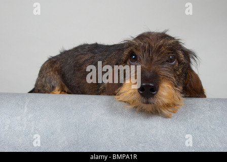 Zwergdackel auf grauem Hintergrund. Stockfoto