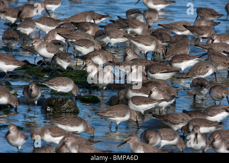 Eine Herde von Alpenstrandläufer Calidris Alpina Fütterung im seichten Wasser entlang der Küste bei Qualicum Beach Vancouver Island BC im März Stockfoto