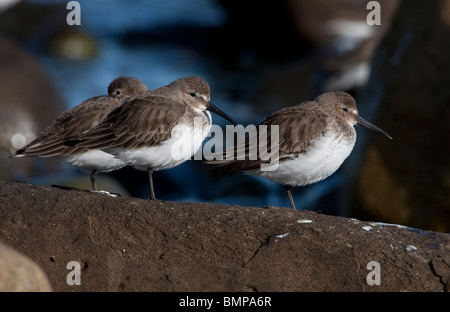 Alpenstrandläufer Calidris Alpina ruht auf einem Felsen entlang der Küste bei Qualicum Beach Vancouver Island BC im März Stockfoto