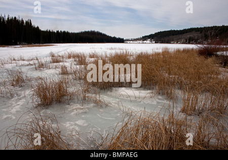 Ein Winter-Blick von Lac Le Jeune British Columbia zugefroren und bedeckt mit Schnee und Marschland Gräser im Vordergrund im März Stockfoto