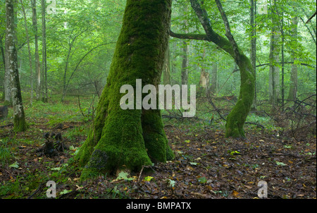Herbstliche Laub Stand von Białowieża Wald Landschaftsschutzgebiet mit Moos eingewickelt Baum im Vordergrund Stockfoto