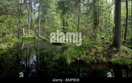 Frühling-Erle-Moor-Wald mit stehendem Wasser Stockfoto