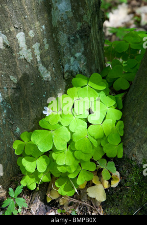 Sauerklee Pflanze Closeup Hintergrund Hainbuche Rinde, in Sonne Stockfoto