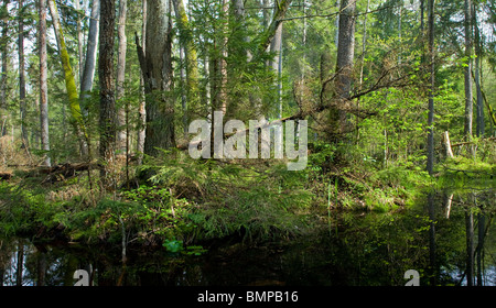 Frühling-Erle-Moor-Wald mit stehendem Wasser Stockfoto