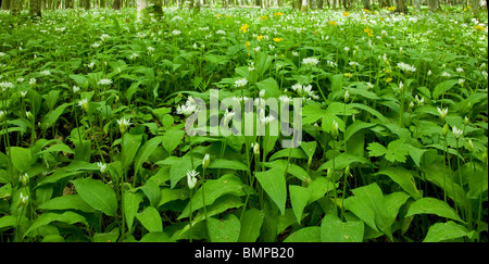 Blumen Bett von blühenden Bärlauch im Laubwald Stockfoto