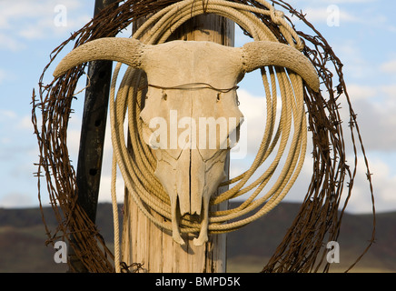 Schädel, Stacheldraht und Lasso Seil zu lenken, im östlichen Oregon Ranch, USA Stockfoto