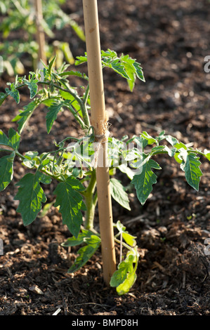 Einem jungen Tomatenpflanze abgesteckt und Blüte in einer organischen Zuteilung. Stockfoto