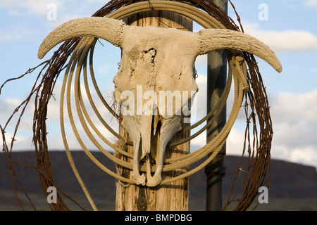 Schädel, Stacheldraht und Lasso Seil zu lenken, im östlichen Oregon Ranch, USA Stockfoto