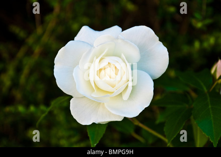 Eisberg-Rose / Rosa - eine reine und vollkommene Schneewittchen sanft duftende Rosenzucht in einem englischen Landhaus-Garten. Stockfoto