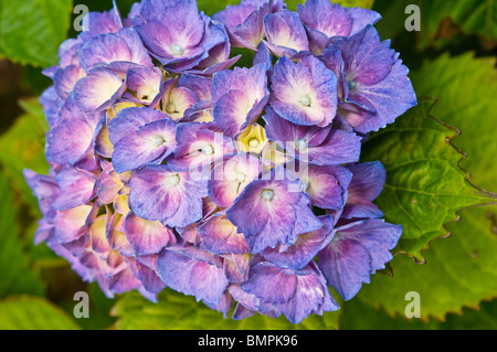Hortensienblüten Primzahlen der Hortensie Stockfoto