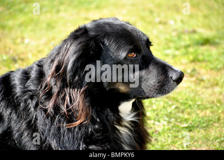 Border Collie Hund Stockfoto